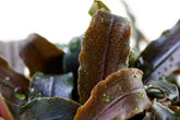 139B Godzilla Ficus Bucephalandra 'Kedagang' TROPICA